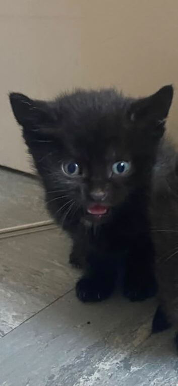 One 8 week old girl