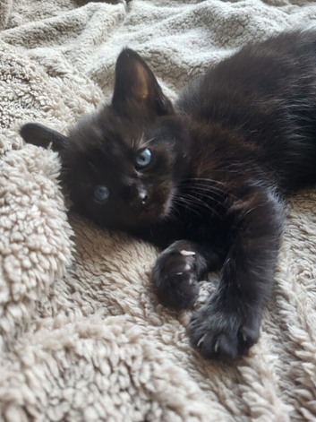 1 Female kitten half blue Russian