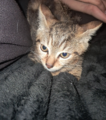 Kitten to rehome