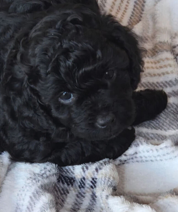 Unique bundle joy cavapoo ready to go 15 july