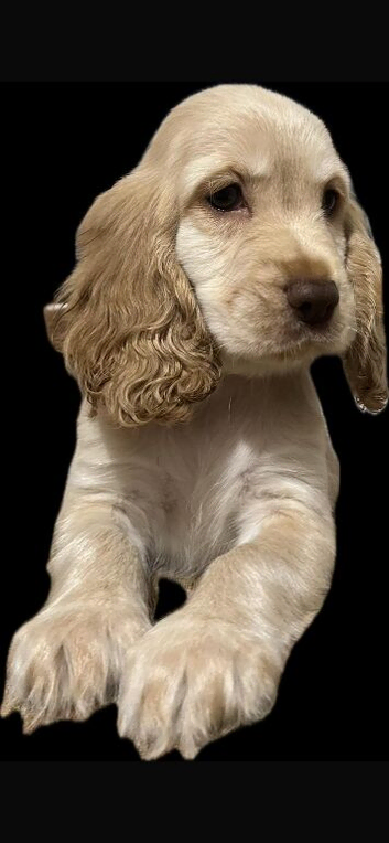 LAST golden Cocker spaniel puppy