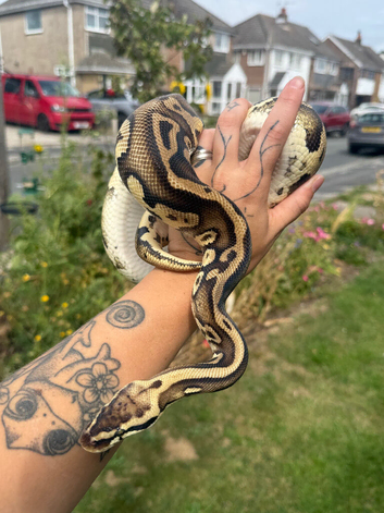 Rehoming Leo