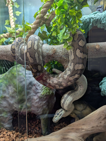 Coastal x Irian Jaya?.. female