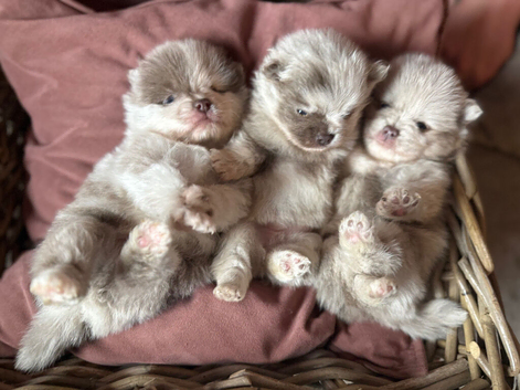 Stunning Rare Lilac Merle Pom Babies