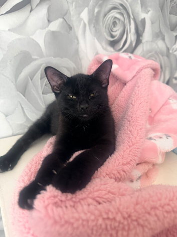 6 month old female kitten