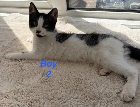 Beautiful kittens looking for a home