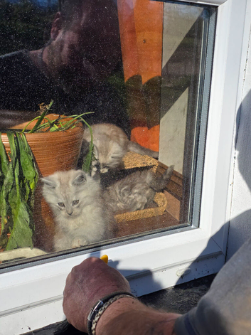 2 x female mainecoon kittens