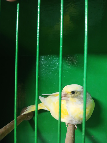 Cock Pied greenfinch for sale