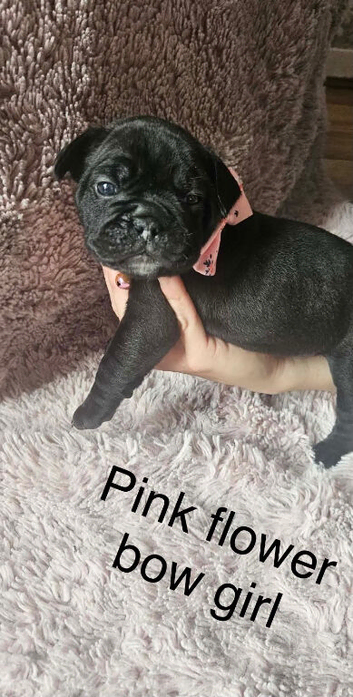 French bull dog cross old tyke English bulldog