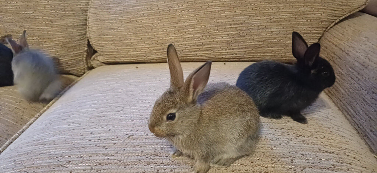 Baby rabbits ready now. Born 15th June.