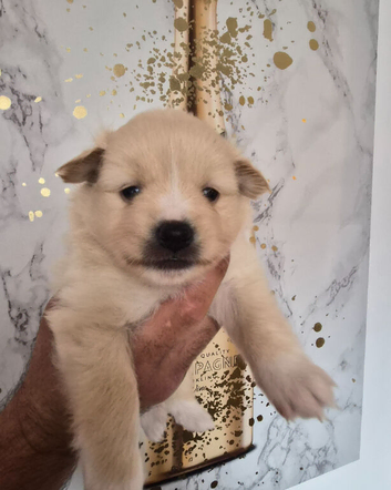 Pomeranian puppies