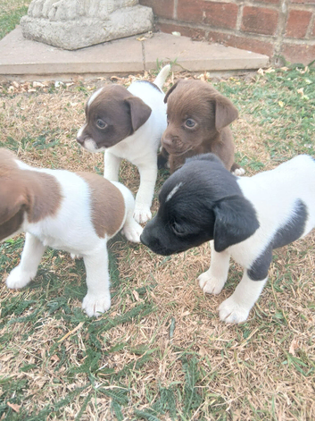 Minature jack russell puppies ready now