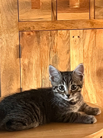 Kitten 11 weeks old