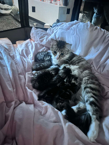 Kittens