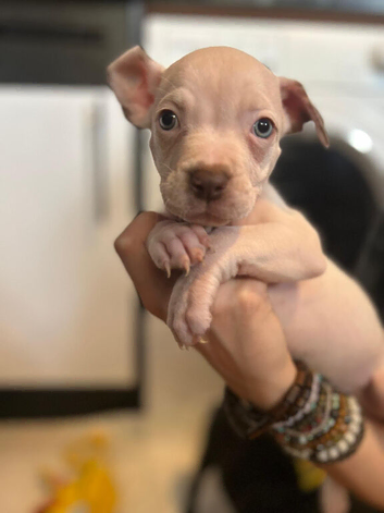 READY TO LEAVE Staffie puppies