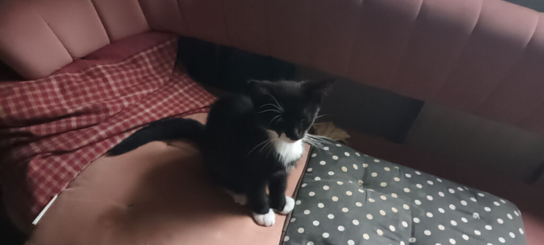 White and black kittens