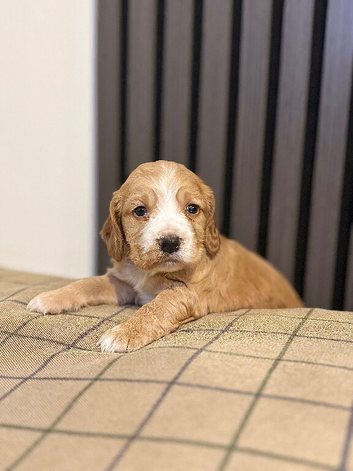Cocker spaniels puppies