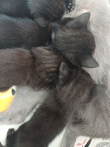 Black Tabby kittens