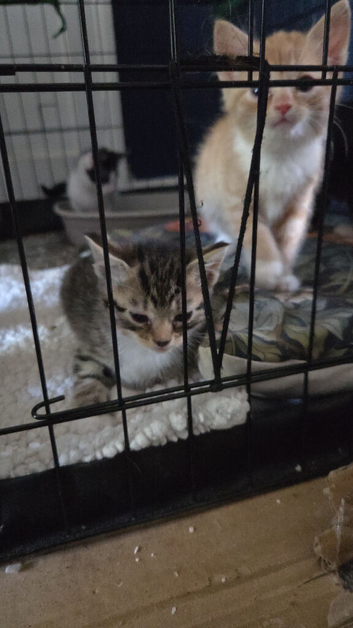 Bengal x maincoon mix