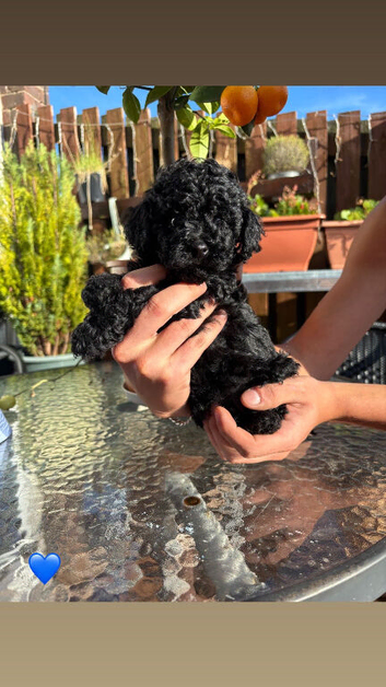3 maltipoo puppies looking for a loving caring home