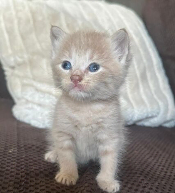 4 kittens in a litter