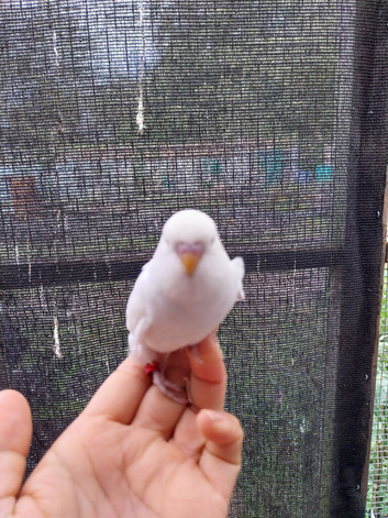 Budgies for sale