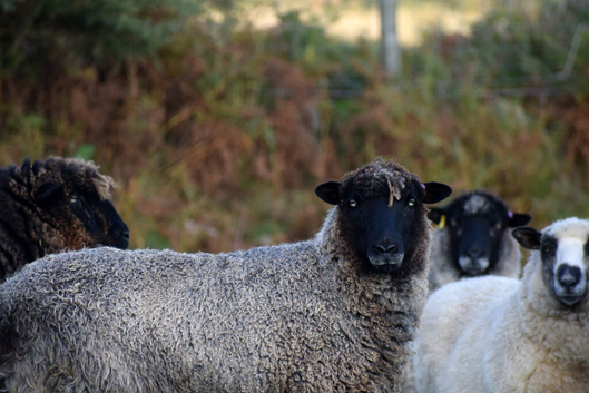 Adult Fiber Pet Ewes and Wethers Curly Wool Leicester Longwool Gotland Shetland Icelandic Mixes
