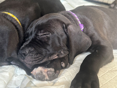 5 Cane Corso cross mastiff chunky puppies for sale