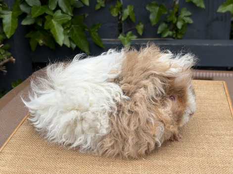 Quality Lunkarya guinea pigs