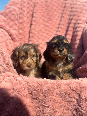 Stunning litter of cockapoo puppies