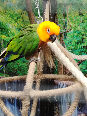 Female Janday parakeet