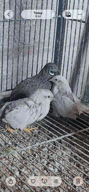 Chainese quails