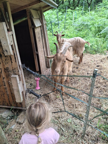 Golden Guernsey Wethers Brothers