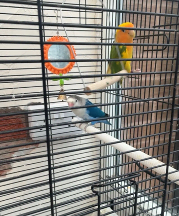 Two breeding love birds