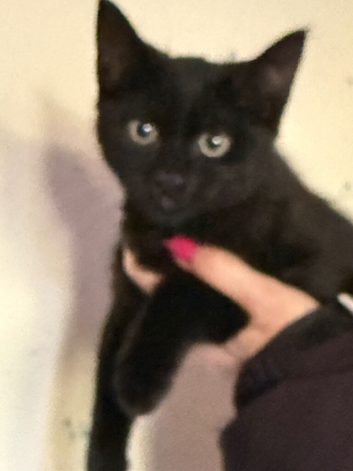 Russian black X 3 months boy very loving