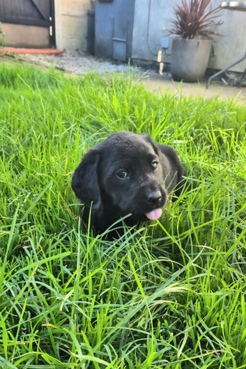 Labrador puppies
