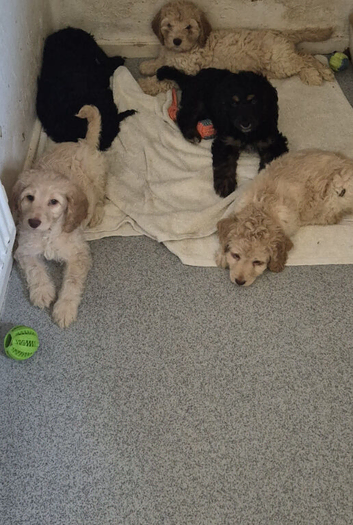 F1 Gorgeous Cokapoos Mother poodle (small to medium in size ) & Father cocker spaniel (small to medium size)
