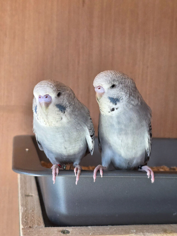 exhibition/show  budgies