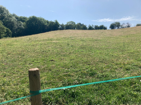 Grass livery available