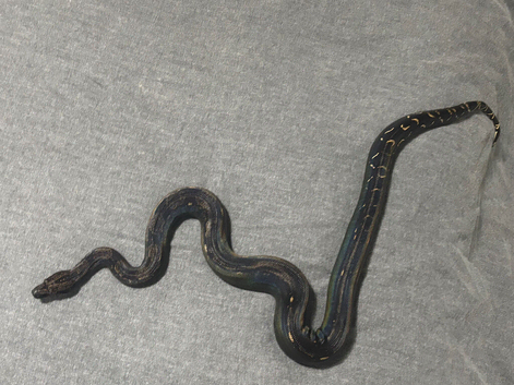 IMG Black Devil Boa Constrictor