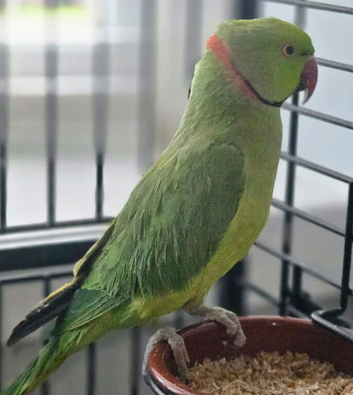 INDIAN RING NECK  FULL ACCESSORIES