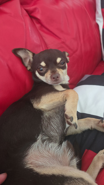 Puppys for sale