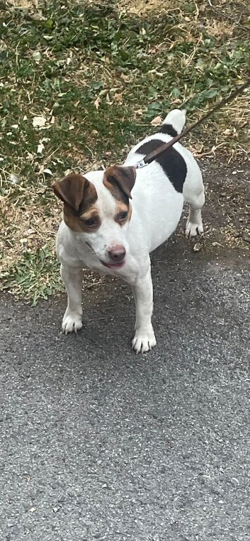 Jack Russell