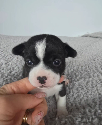 Beautiful mini chihuahuas puppies