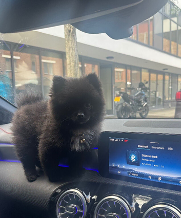 Pomeranian tea cup puppy