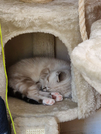 Ragdoll kitten