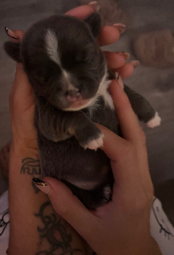French bulldog x chihuahua puppies
