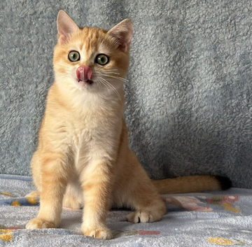 TICA Beautiful British Shorthair Kittens