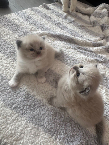 Pure ragdolls