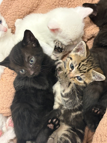 Kittens
